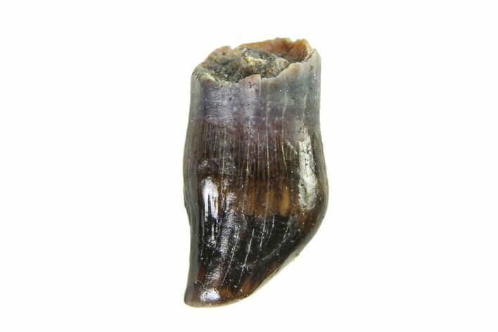 Cretaceous Fossil Dinosaur (Thescelosaurus) Tooth - Montana #338862